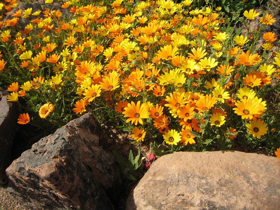 CAPE MARIGOLD Dimorphotheca sinuata / African Daisy seeds