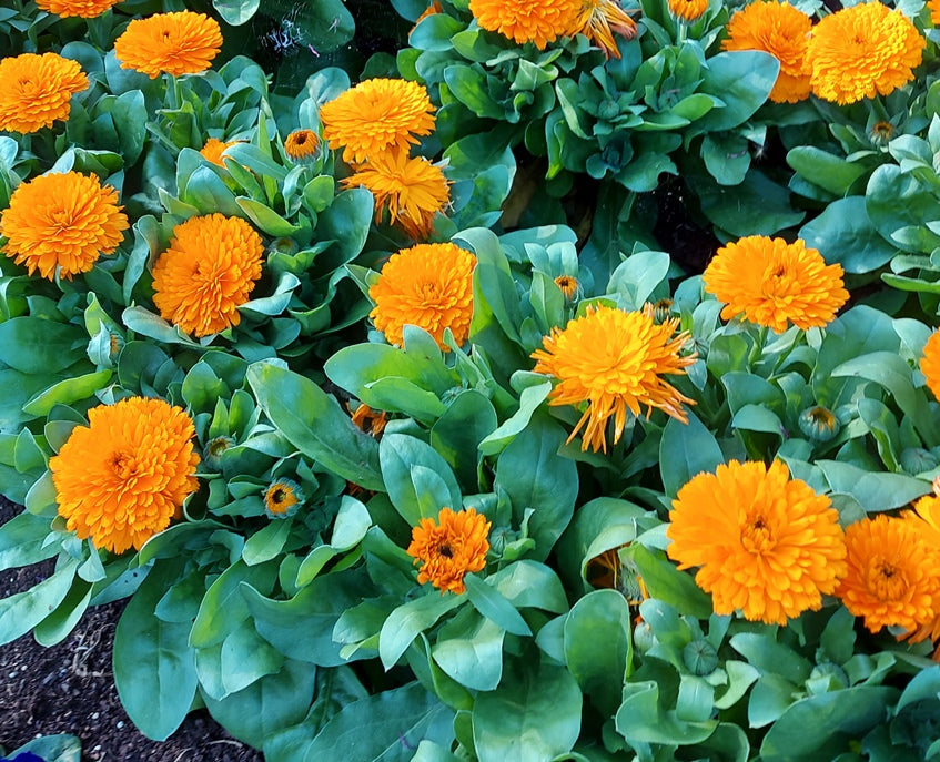 CALENDULA / English Marigold 'Fiesta Gitana Mix' seeds