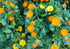 CALENDULA / English Marigold 'Golden' seeds