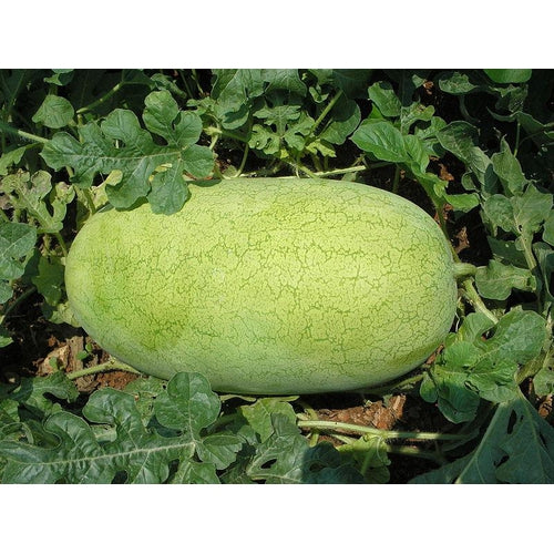 WATERMELON 'Candy Red' / 'Charleston Grey' - Boondie Seeds