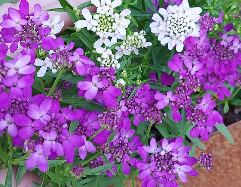 CANDYTUFT Dwarf Fairy Mix seeds