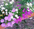 CANDYTUFT Dwarf Fairy Mix seeds