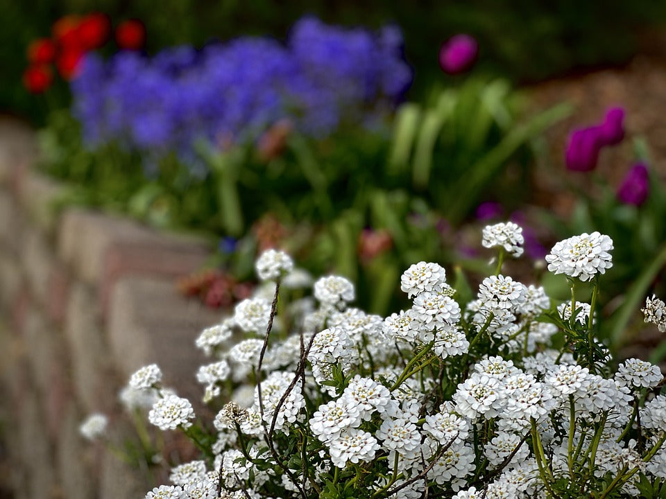 ROCKET CANDYTUFT Iceberg seeds