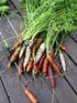 CARROT 'Heirloom Mix' seeds