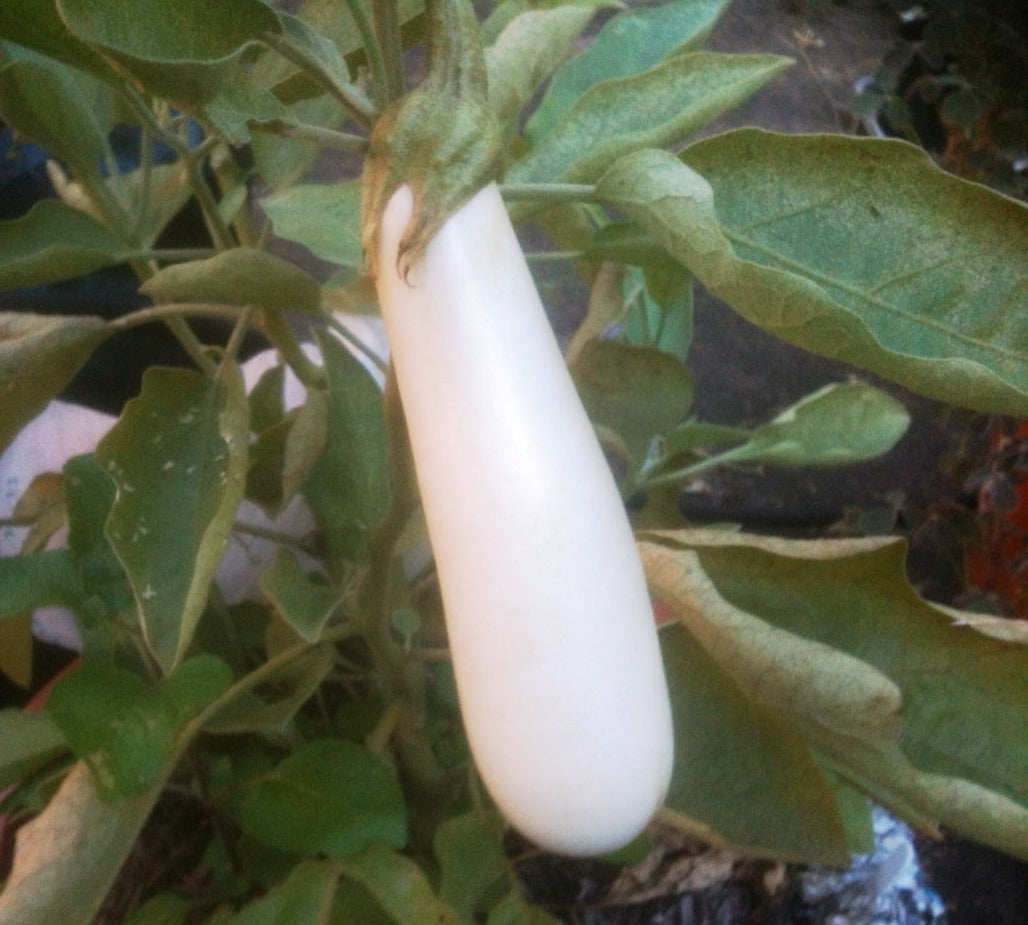 EGGPLANT 'Casper' seeds