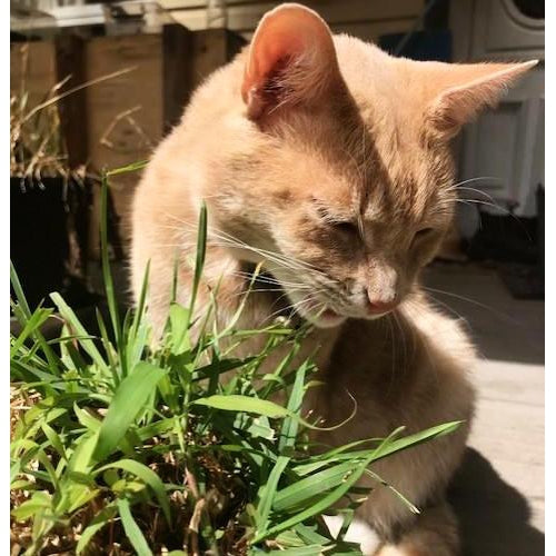 CATGRASS  - Dactylis glomerata / Cat Grass - Boondie Seeds