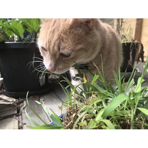 CATGRASS  - Dactylis glomerata / Cat Grass - Boondie Seeds