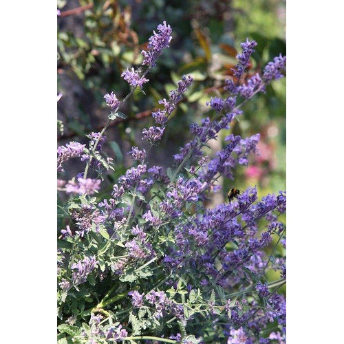 CATNIP 'Lemony' seeds