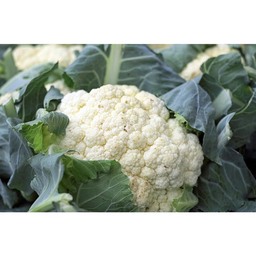 CAULIFLOWER 'Snowball' - Boondie Seeds