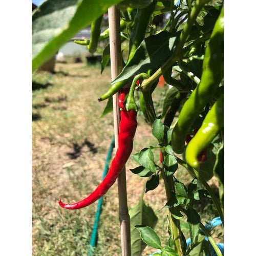 CHILLI 'Cayenne Red Slim' - Boondie Seeds