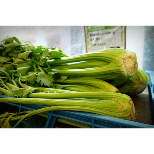 CELERY 'Tall Utah' - Boondie Seeds