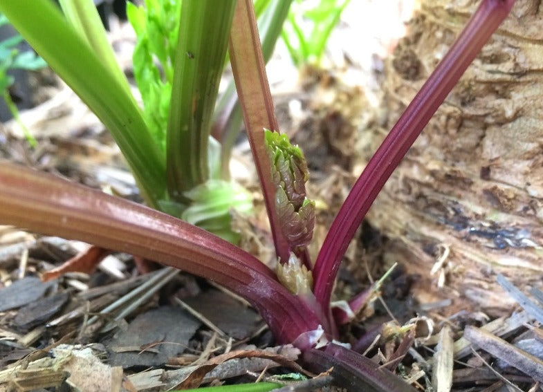 CELERY 'Red Stem' seeds