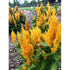 CELOSIA 'Golden Plume / Cockscomb - Boondie Seeds