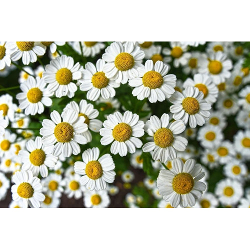 FEVERFEW - Boondie Seeds