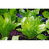 SPINACH 'Perpetual Gator' / Silverbeet - Boondie Seeds