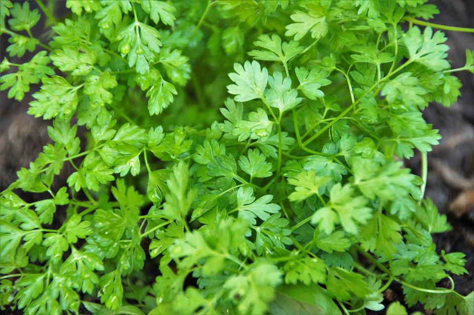 CHERVIL seeds