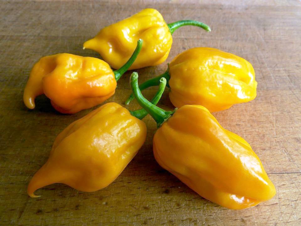 CHILLI 'Habanero Yellow' seeds