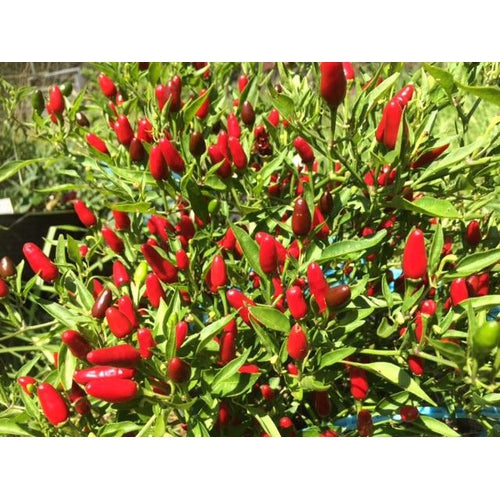 CHILLI Zimbabwe Birds Eye - Boondie Seeds