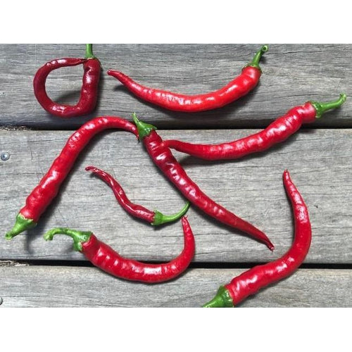 CHILLI 'Cayenne Red Slim' - Boondie Seeds