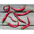 CHILLI 'Cayenne Red Slim' - Boondie Seeds