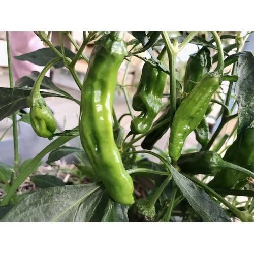 CHILLI 'Frigitello' - Boondie Seeds