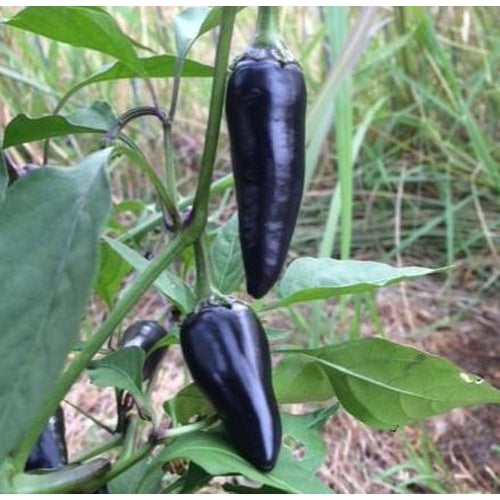 CHILLI 'Pot Black' - Boondie Seeds