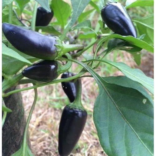 CHILLI 'Pot Black' - Boondie Seeds