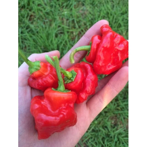 CHILLI 'Mushroom / Jamaican Red' - Boondie Seeds