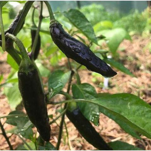 CHILLI 'Aji Black' - Boondie Seeds