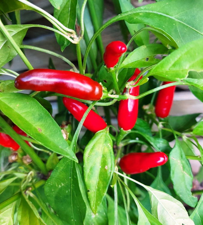 CHILLI African Birds Eye seeds