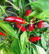 CHILLI African Birds Eye seeds