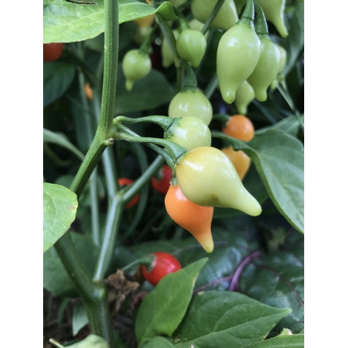 CHILLI 'Biquinho Red' seeds