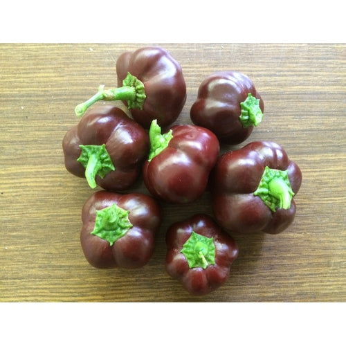 CAPSICUM 'Mini Chocolate' - Boondie Seeds