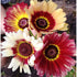 CHRYSANTHEMUM DAISY 'Rainbow Mix' - Boondie Seeds