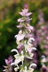 CLARY SAGE seeds