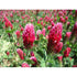 CRIMSON CLOVER - Boondie Seeds