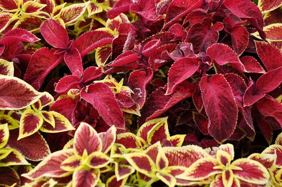 COLEUS 'Rainbow Improved Mix' seeds