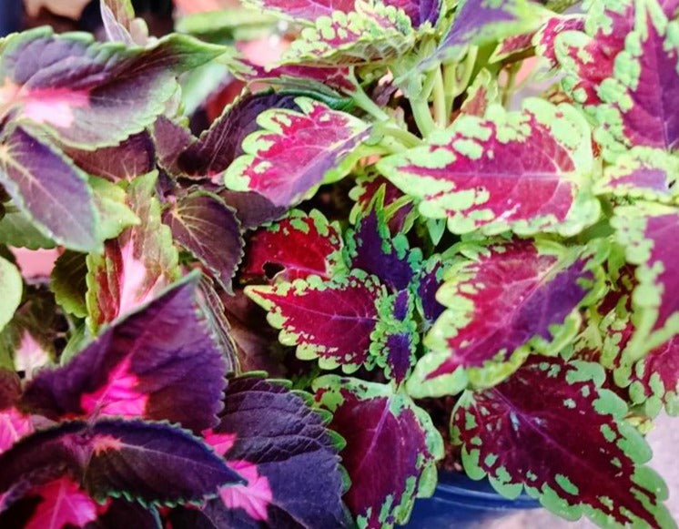 COLEUS 'Rainbow Improved Mix' seeds