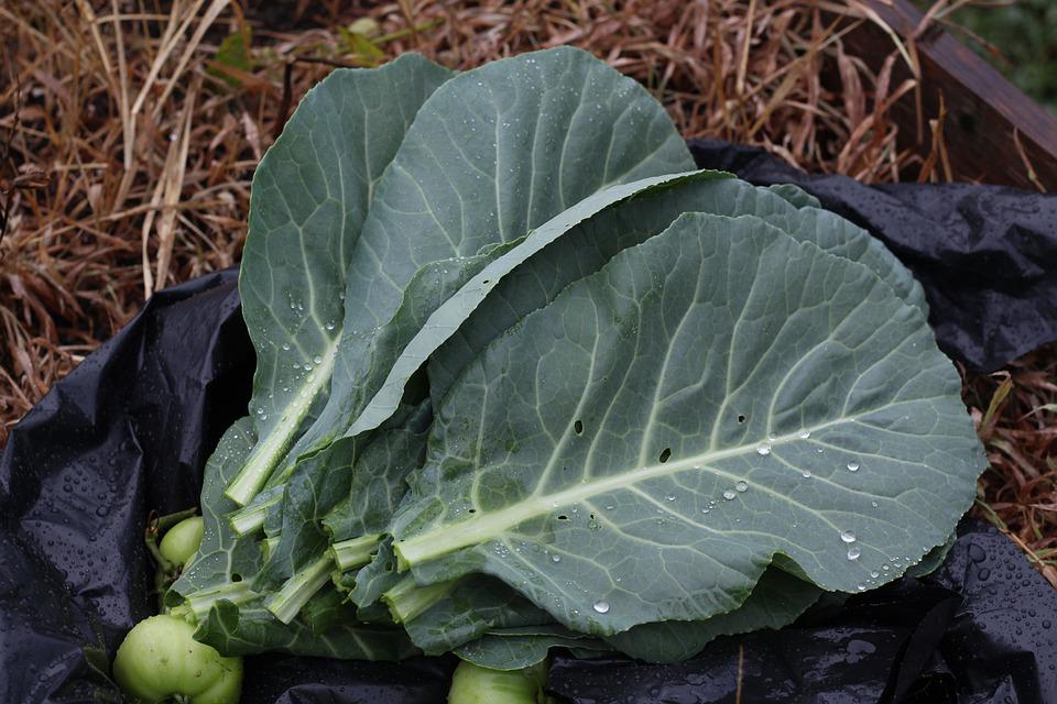 COLLARD GREENS 'Champion' seeds