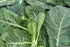 COLLARD GREENS 'Champion' seeds