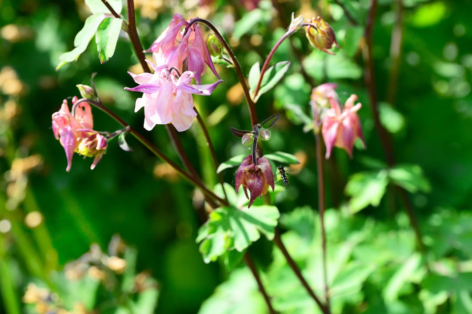 AQUILEGIA 'Double Flowered Mix' / Columbine / Grannys Bonnet seeds