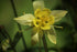 AQUILEGIA 'McKana Giants Mix' / Columbine / Grannys Bonnet seeds