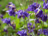 AQUILEGIA 'Double Flowered Mix' / Columbine / Grannys Bonnet seeds