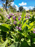 COMFREY plant