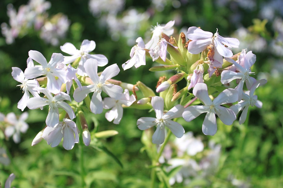 SOAPWORT 'White Beauty' / Wang Bu Liu Xing / SAPONARIA seeds