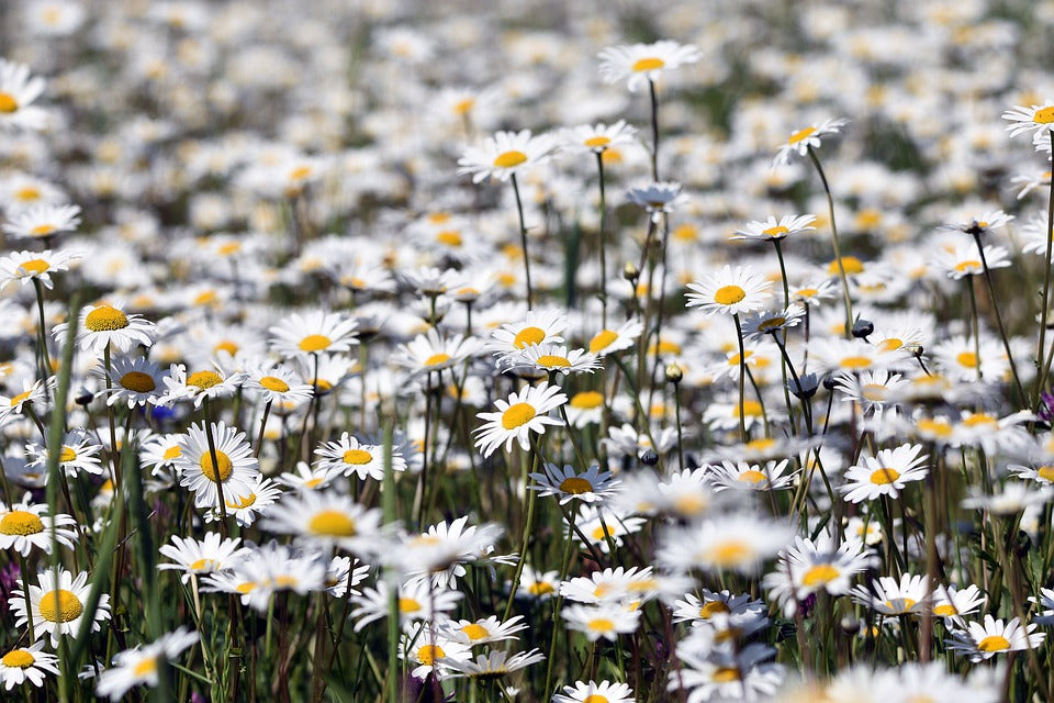 CHAMOMILE 'Roman' creeping / lawn / walkable seeds