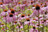 Echinacea Pallida - Pale Purple Coneflower seeds