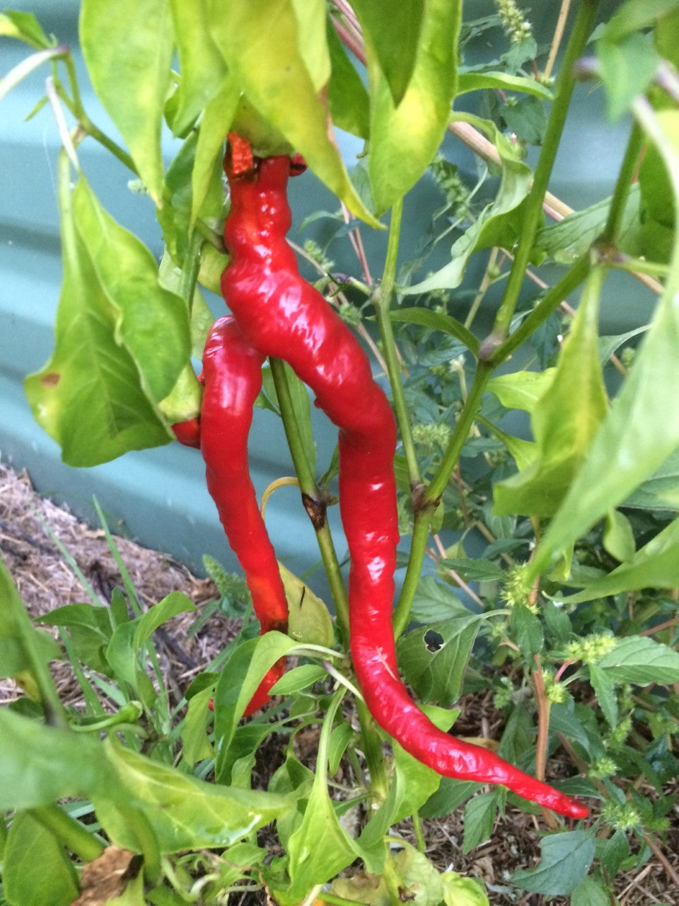 CAPSICUM 'Peperone' / Sweet Pepper seeds