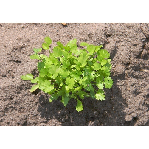 CORIANDER 'Hacor' / HOT + SPICY - Boondie Seeds