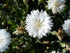 CORNFLOWER 'White Ball' seeds